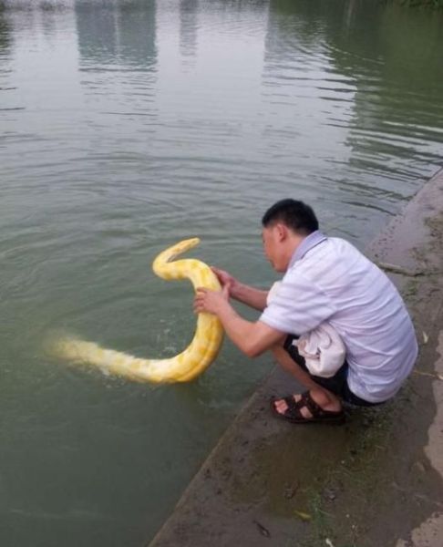 nefepants - ewok-gia - Changzhou, China. Man  bathes  his Burmese...
