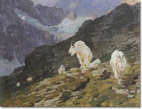 phalarisbull - Mountaing goats by Carl Rungius.