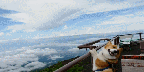 10knotes:Why don’t dogs get to see the world too?