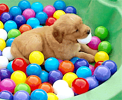 puppygifs - [x] Golden Retriever Puppy in a ball pit!