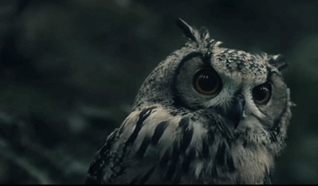 Image result for owl gif