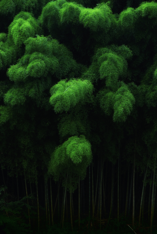 beautifuljapan11 - Green bamboo forest at Tenkawa, Nara, Japan