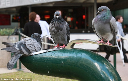 shrewreadings - fat-birds - fuckyeahpigeon - How many pigeons...
