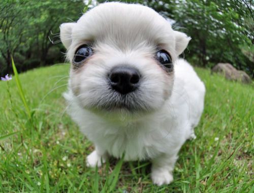 beekirby - overlordleaveshiswife - PHOTOS OF PUPPIES TAKEN WITH...