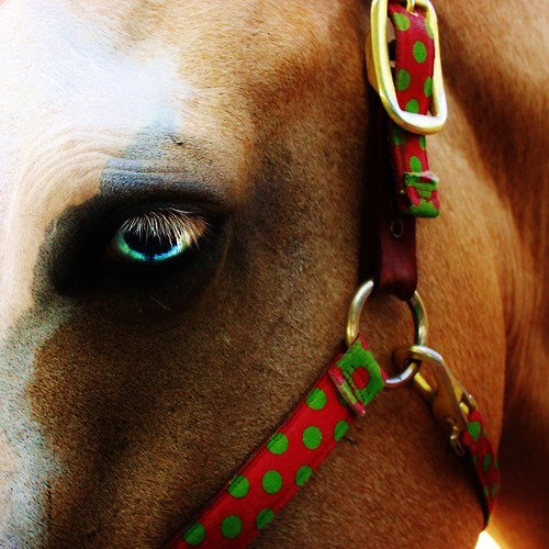 Equestrian My Love