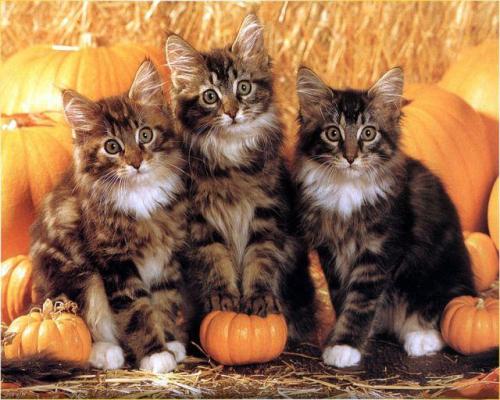 catsbeaversandducks - October is here!Photo via Chuckles