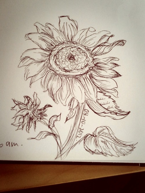 flower sketch on Tumblr
