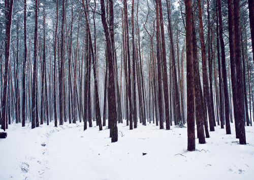 travelingcolors - Charming woods near Tallinn | Estonia (by Anton...