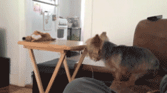 the-absolute-best-gifs - BONK!
