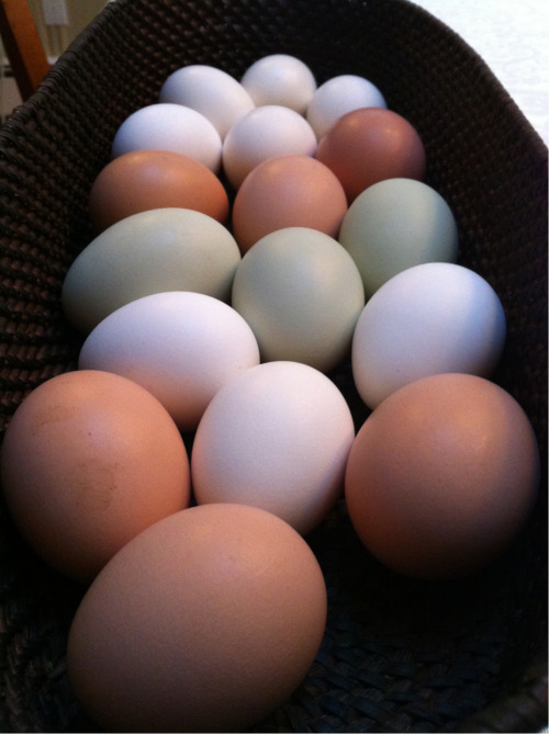 Fresh delivery from the Camp Nabby chickens! Green eggs and ham, anyone?