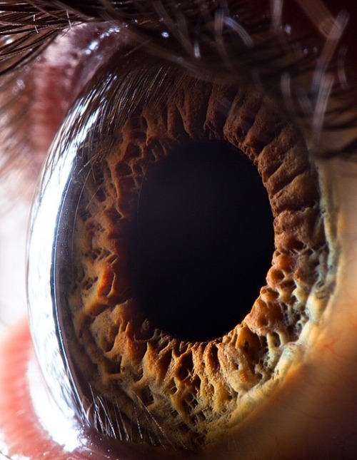pegghetti - sosuperawesome - Extreme close-ups of human eyes by...