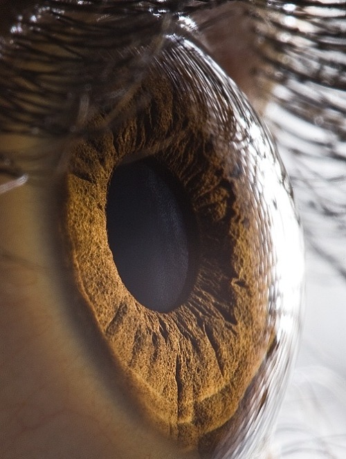 sosuperawesome - Extreme close-ups of human eyes by Suren...