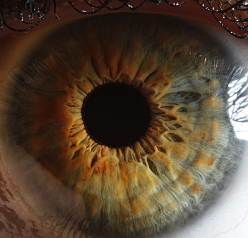 sosuperawesome - Extreme close-ups of human eyes by Suren...