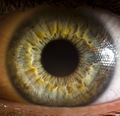 pegghetti - sosuperawesome - Extreme close-ups of human eyes by...