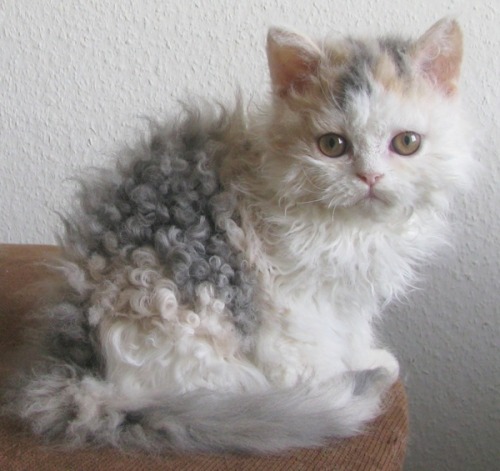 impossiblenothings:Look at this curly mother fuckiin cat