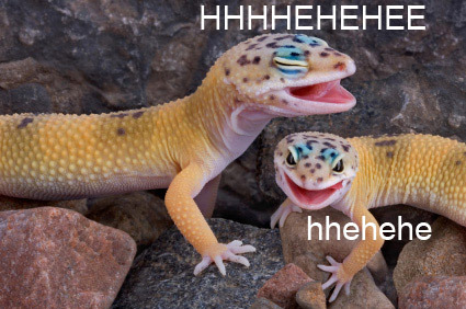 10knotes:Laughing lizards