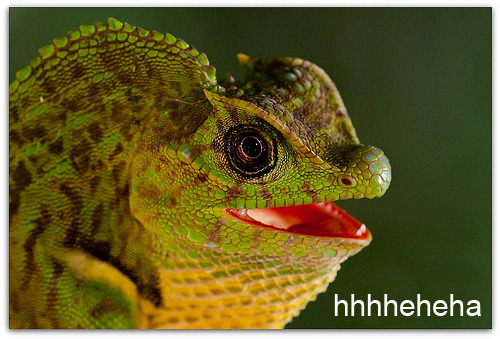 10knotes:Laughing lizards