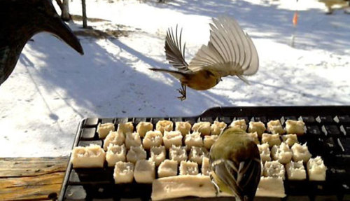 rgr-pop - chickenshit - real birds tweet on twitterme too
