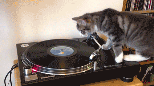 DJ Catscratch, Last Night A DJ Got Dizzy