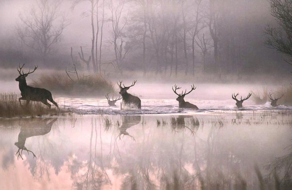 A fantastic image of Red Stags crossing a river on a misty morning