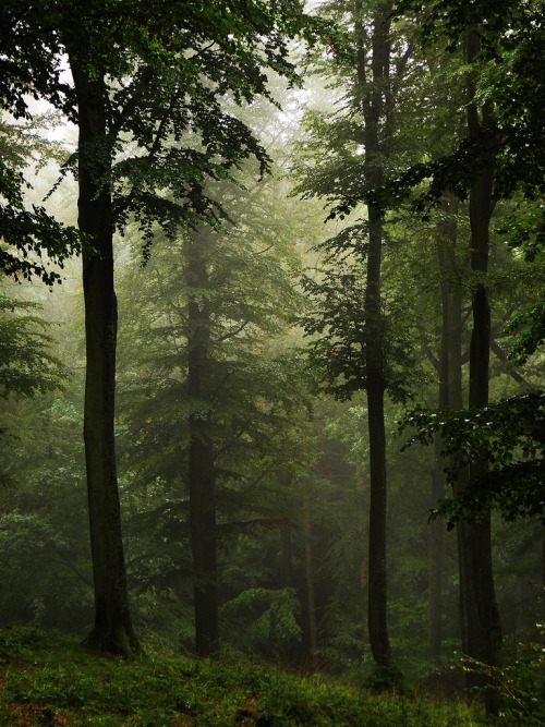 lucidforests:High Forest… in the rain (by JoannaRB2009)