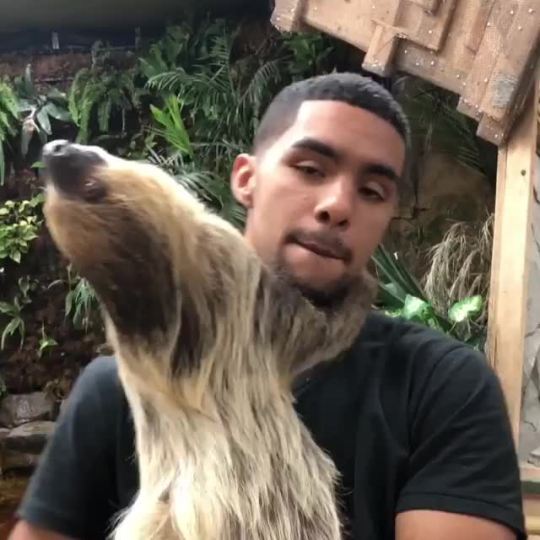 coldgamekelv:  coldgamekelv:  My first time holding a sloth today 😭  WOW 100k?!
